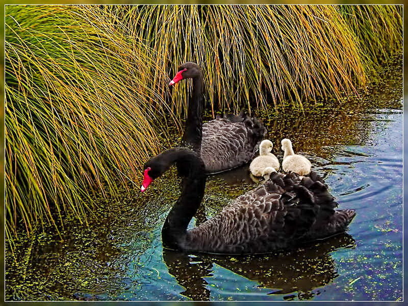 Black Swans with Cygnets — Serene