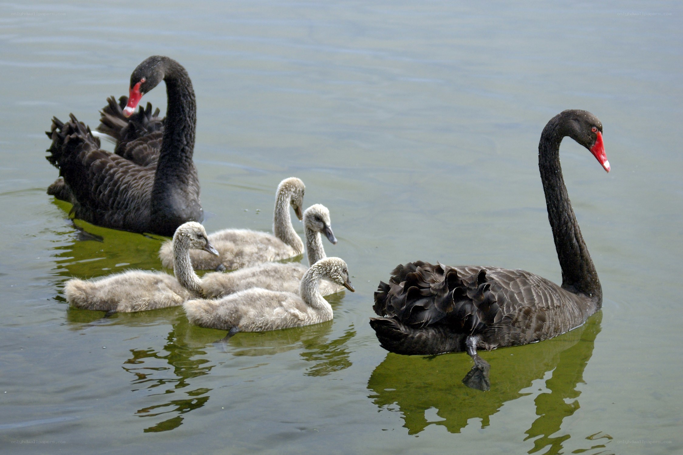 Black swans with cygnets