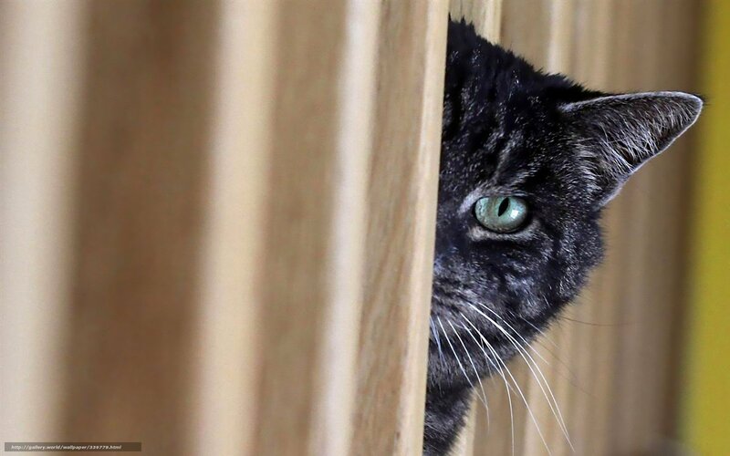 Black Tabby Cat Peeking