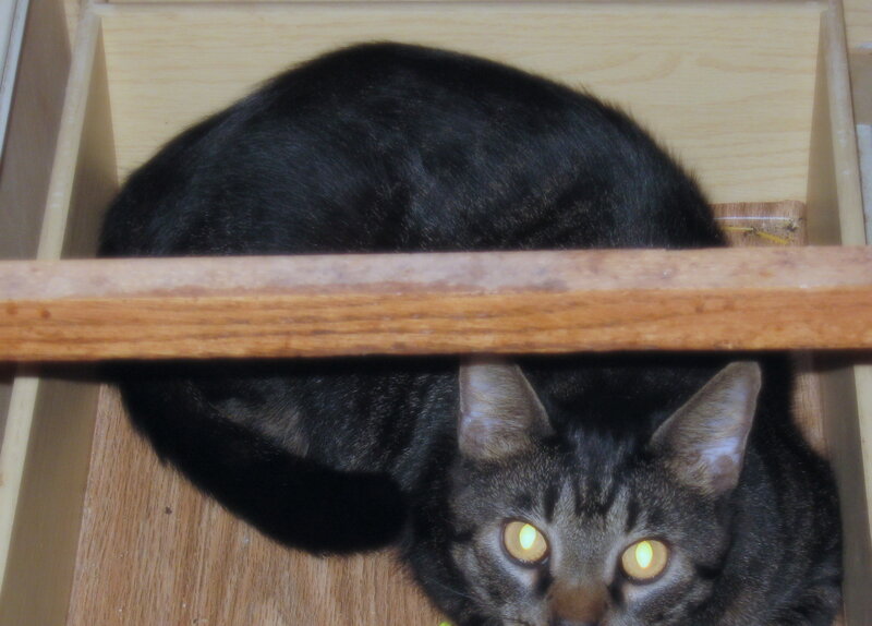 Black Tabby Cat