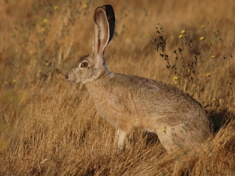 Black-tailed Jackrabbit — Brown