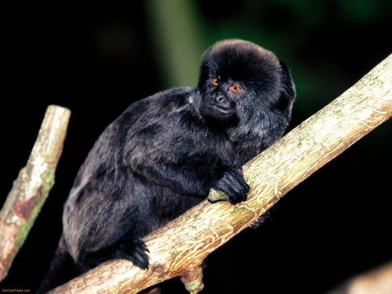 Black Tamarin Monkey