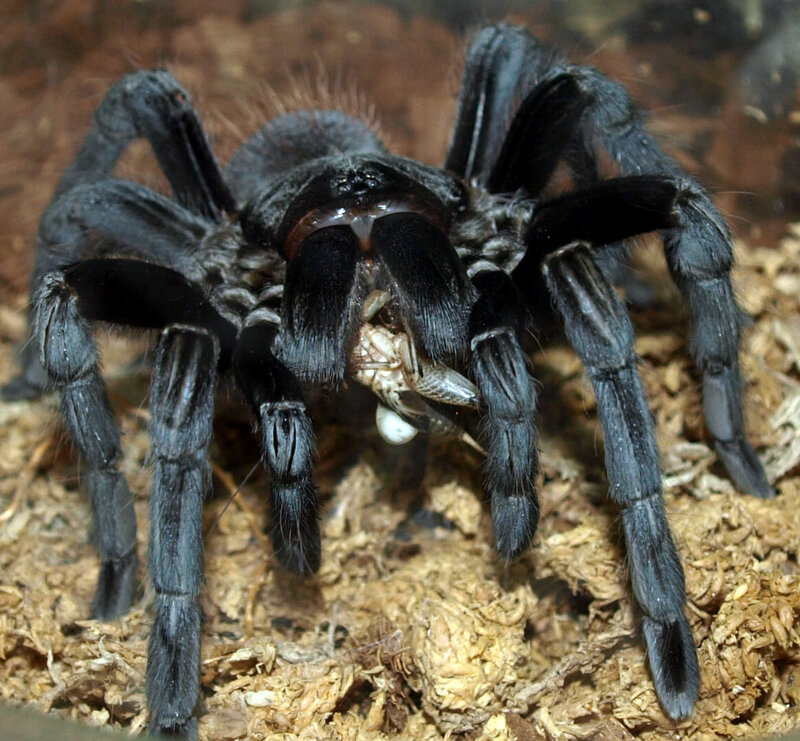Black Tarantula Eating Prey