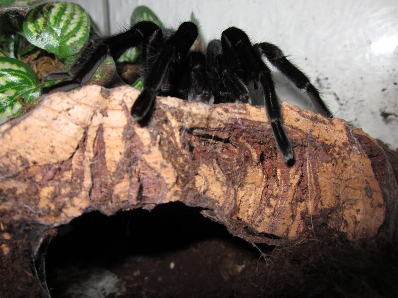 Black Tarantula on Log