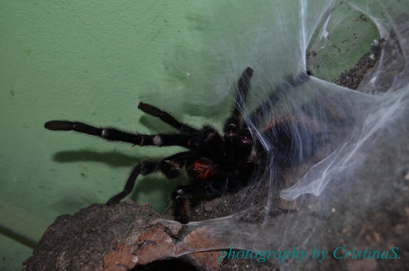 Black Tarantula on Rock — Natural, Photograph