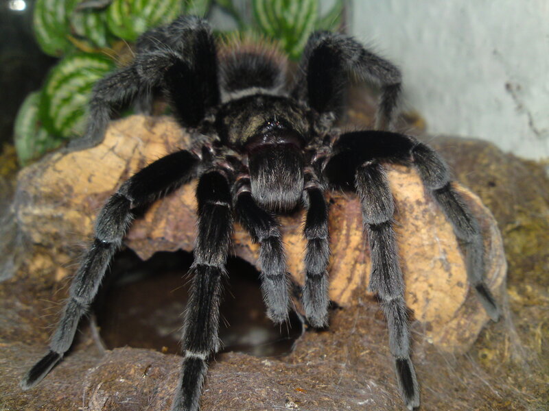 Black Tarantula on Rock — Natural