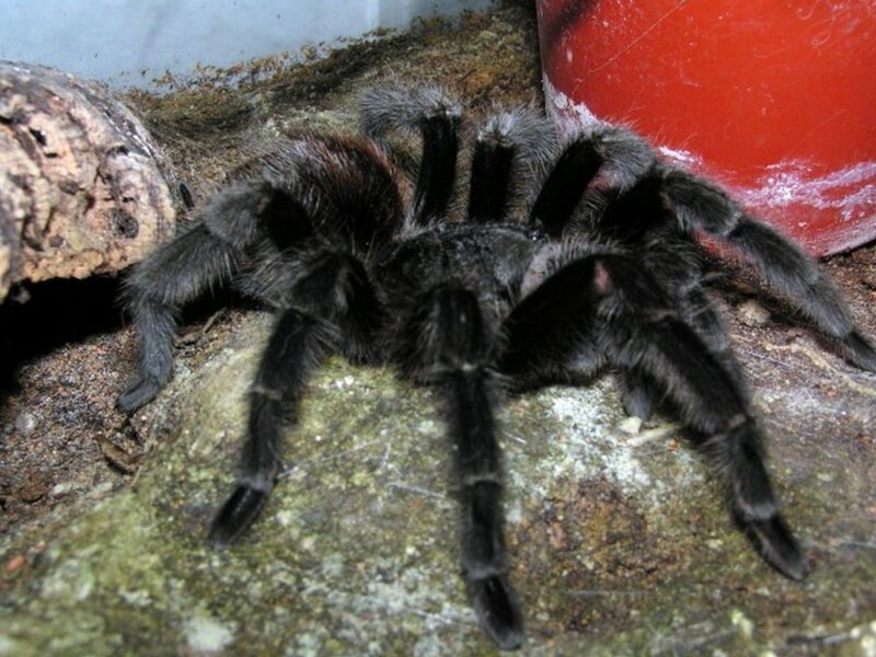 Black tarantula on rock