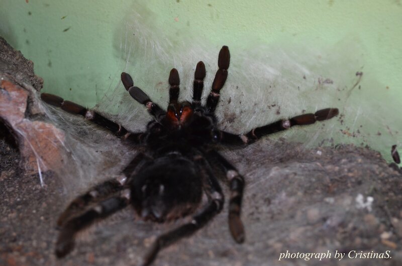 Black Tarantula on Web