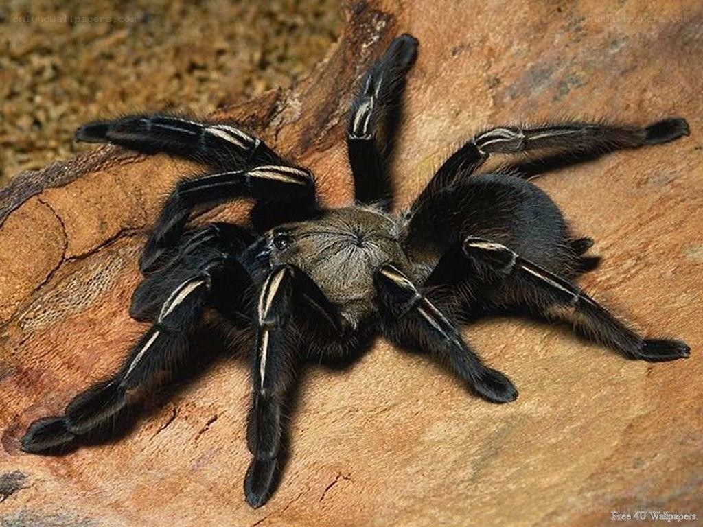 black tarantula on wood