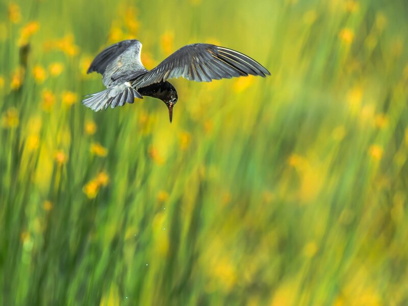 Black Tern in Flight