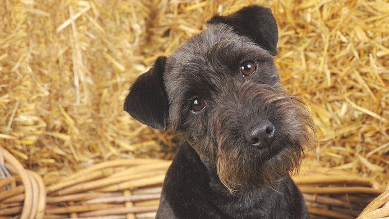 Black Terrier Dog