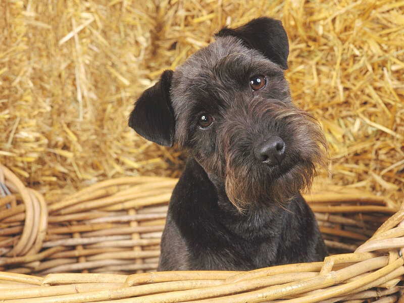 Black Terrier in Basket