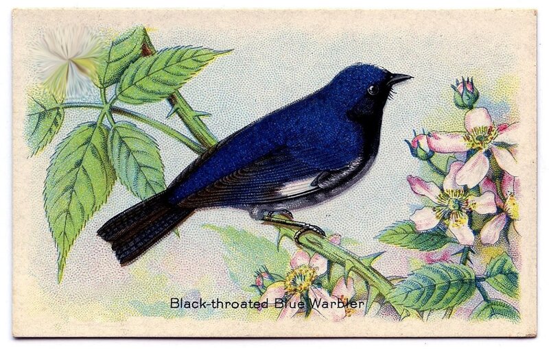 Black-throated Blue Warbler