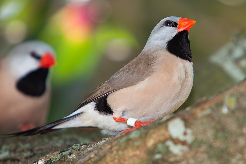 Black-throated Finch — Brown