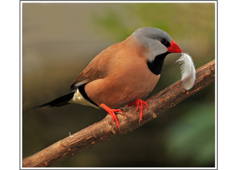 Black-throated Finch