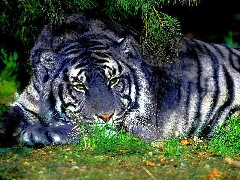 Black tiger resting in forest