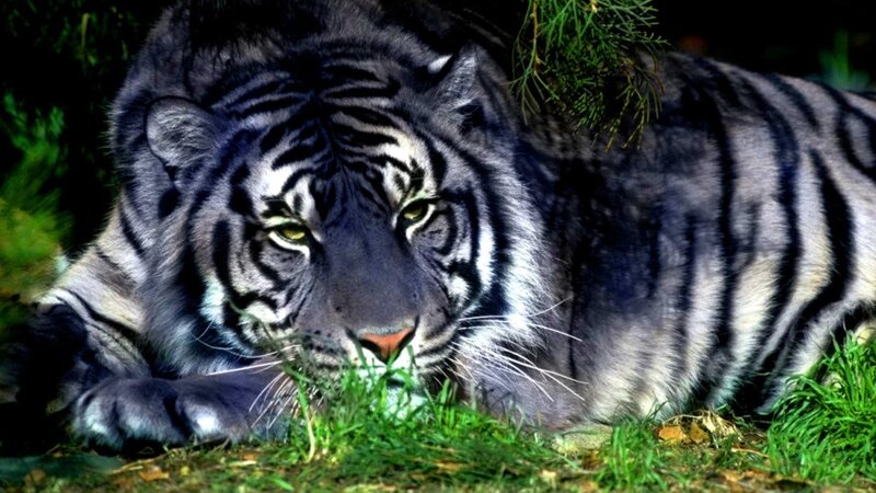 Black tiger resting in grass