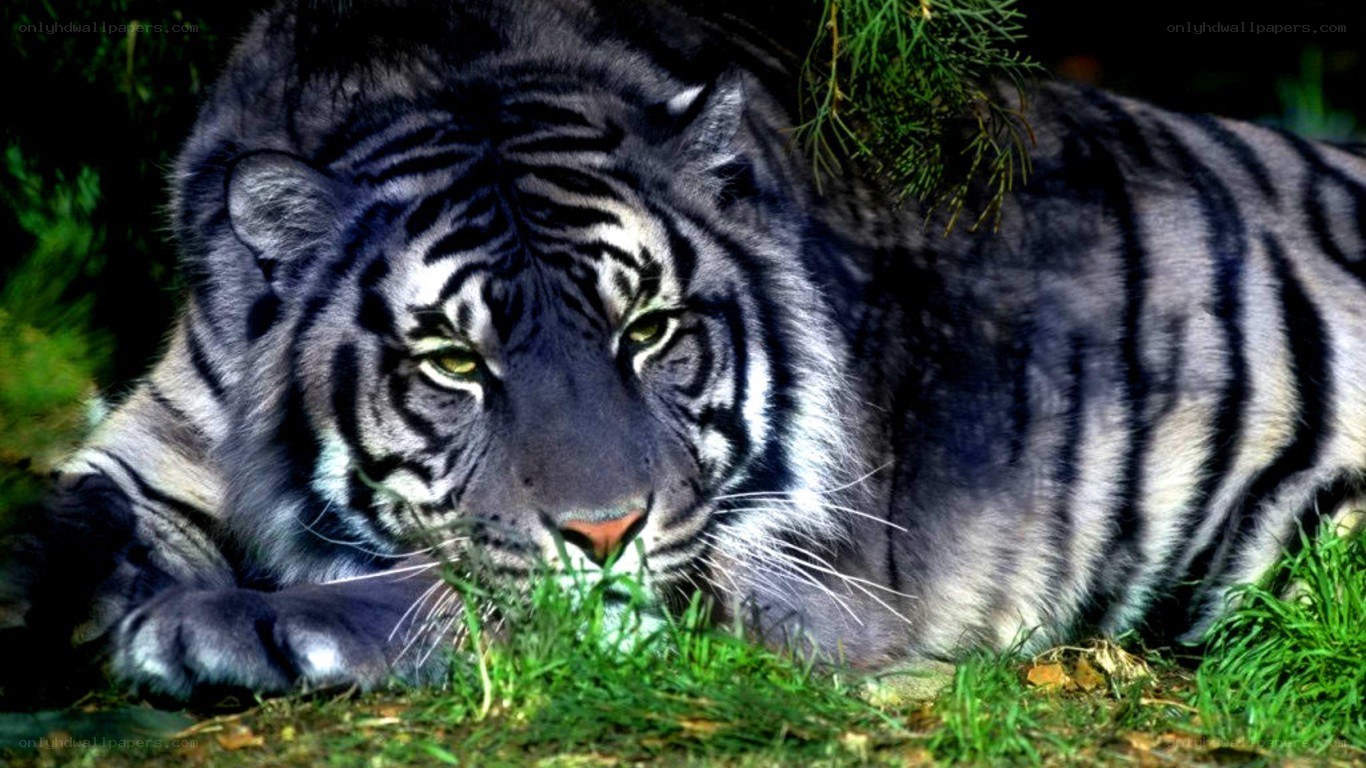 Black tiger resting in grass