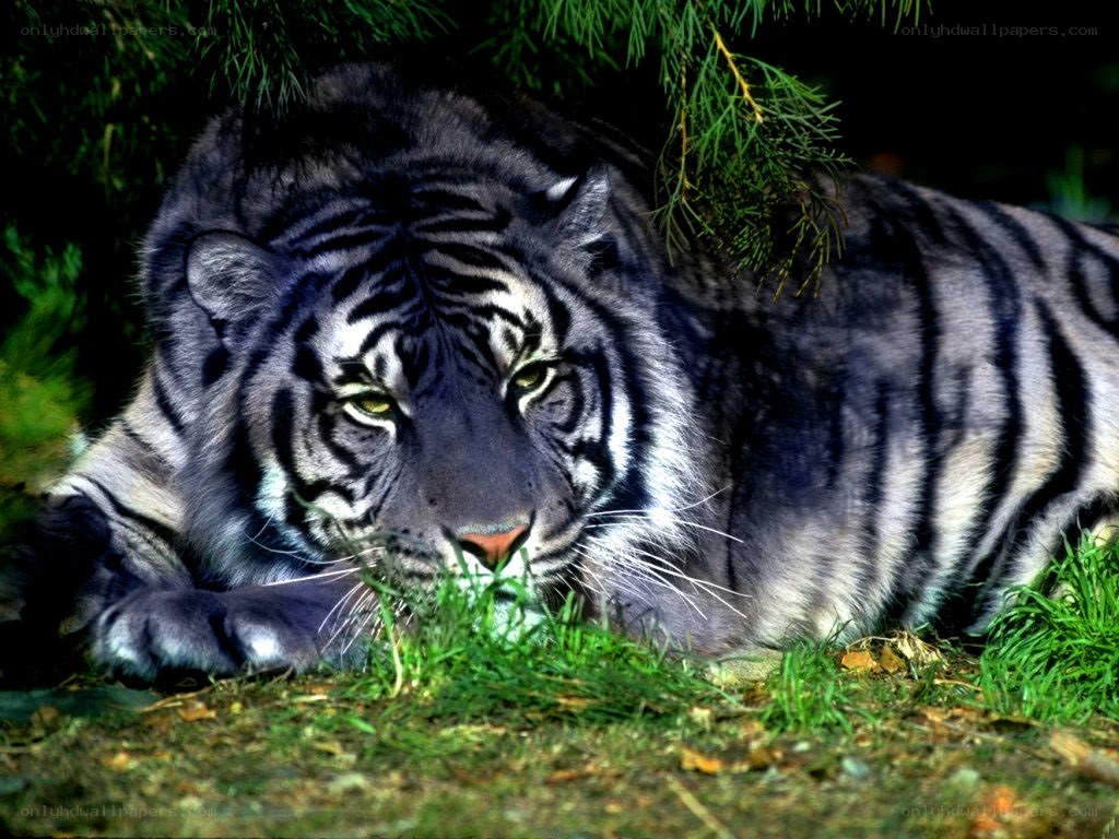 Black tiger resting in grass