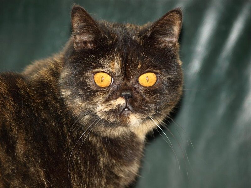 Black Tortoiseshell Cat