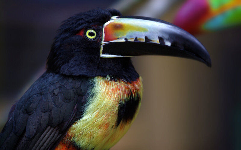 Black Toucan with Colorful Beak