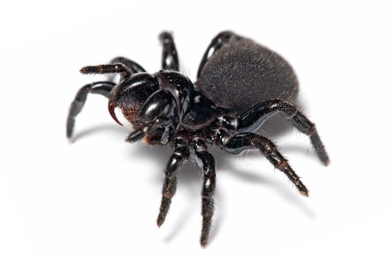 black trapdoor spider