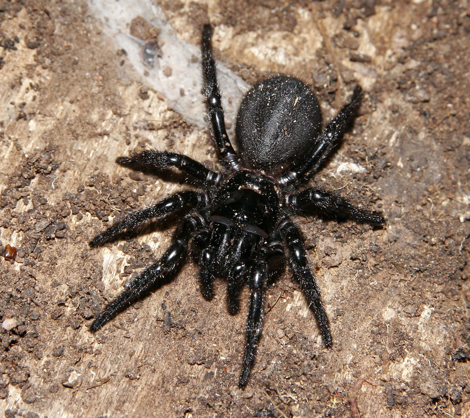 Black trapdoor spider on soil
