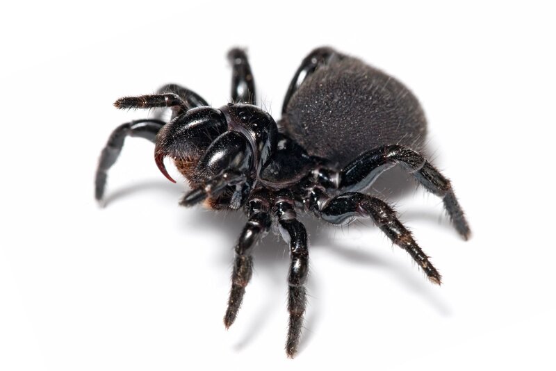 Black trapdoor spider