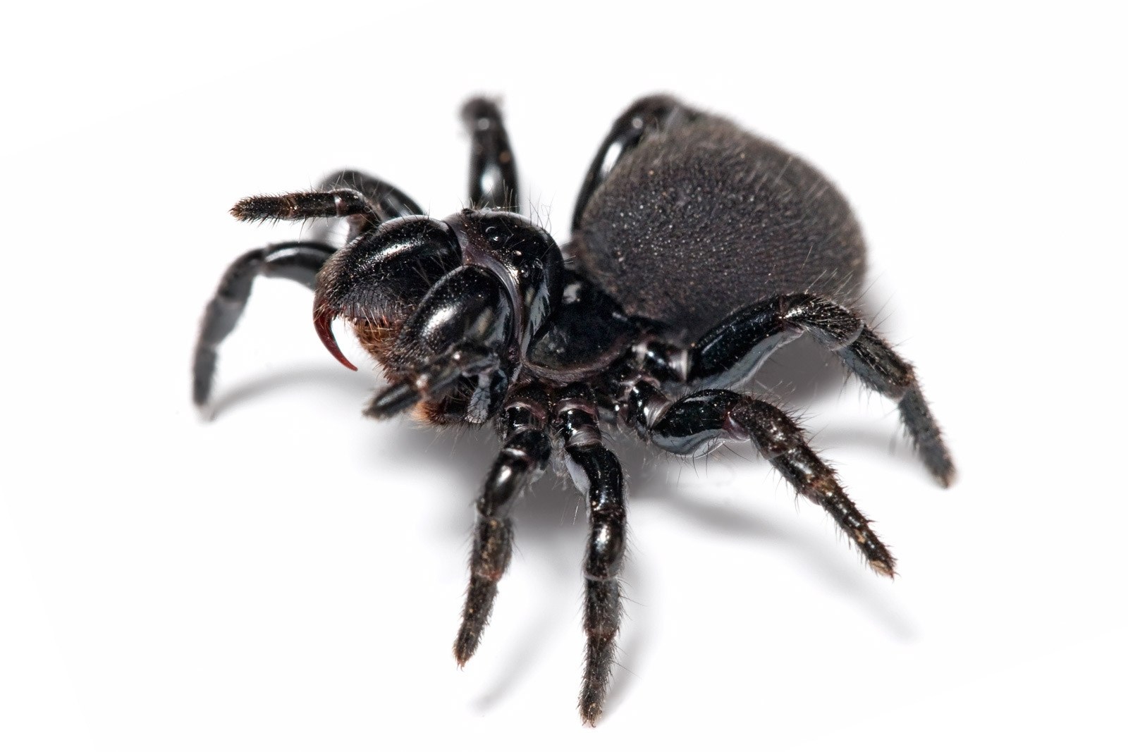 Black trapdoor spider