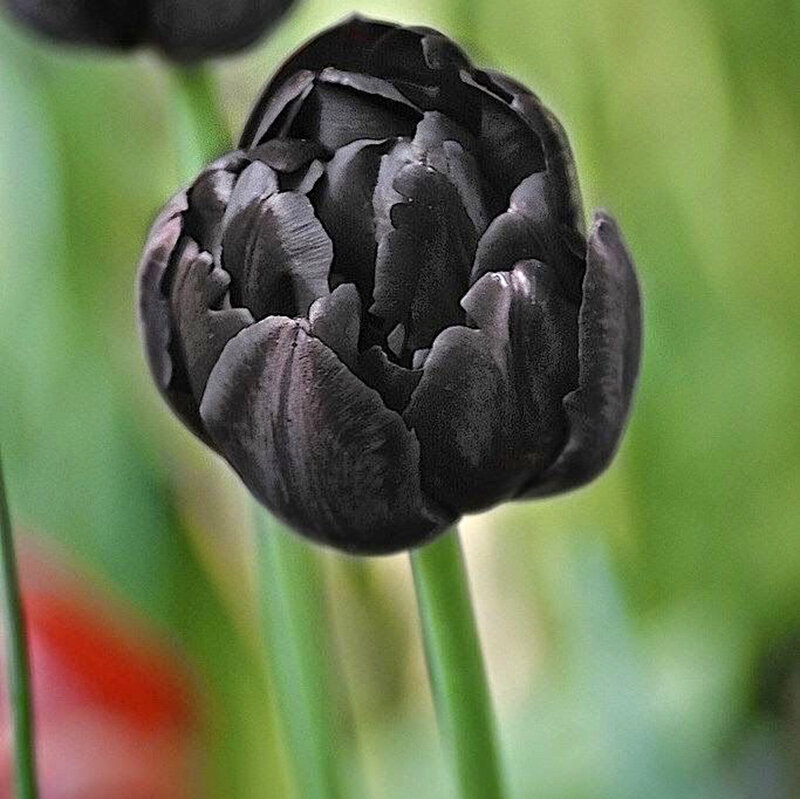Black Tulip Flower — Calm
