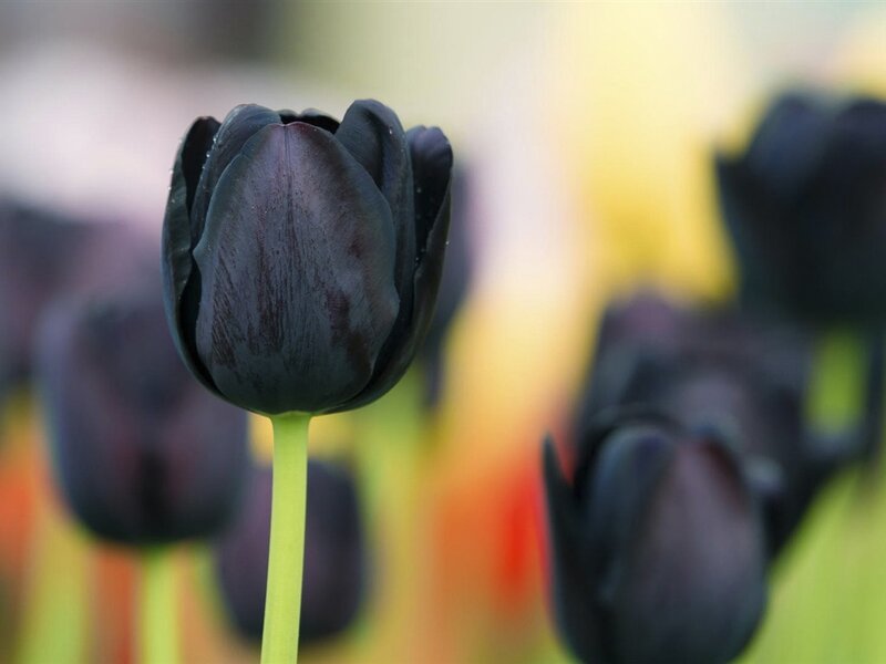 Black Tulip Flower