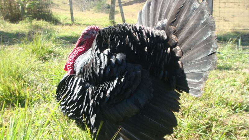 Black Turkey in Grass