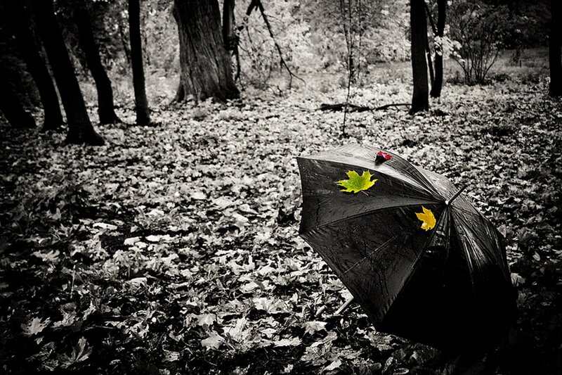 Black Umbrella in Forest