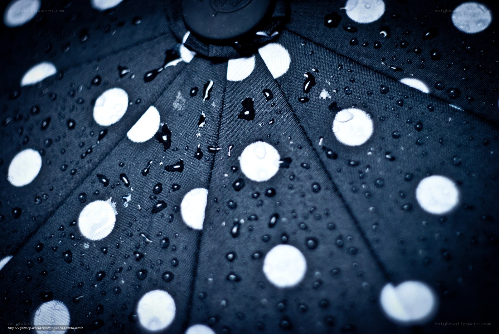 black umbrella with white polka dots