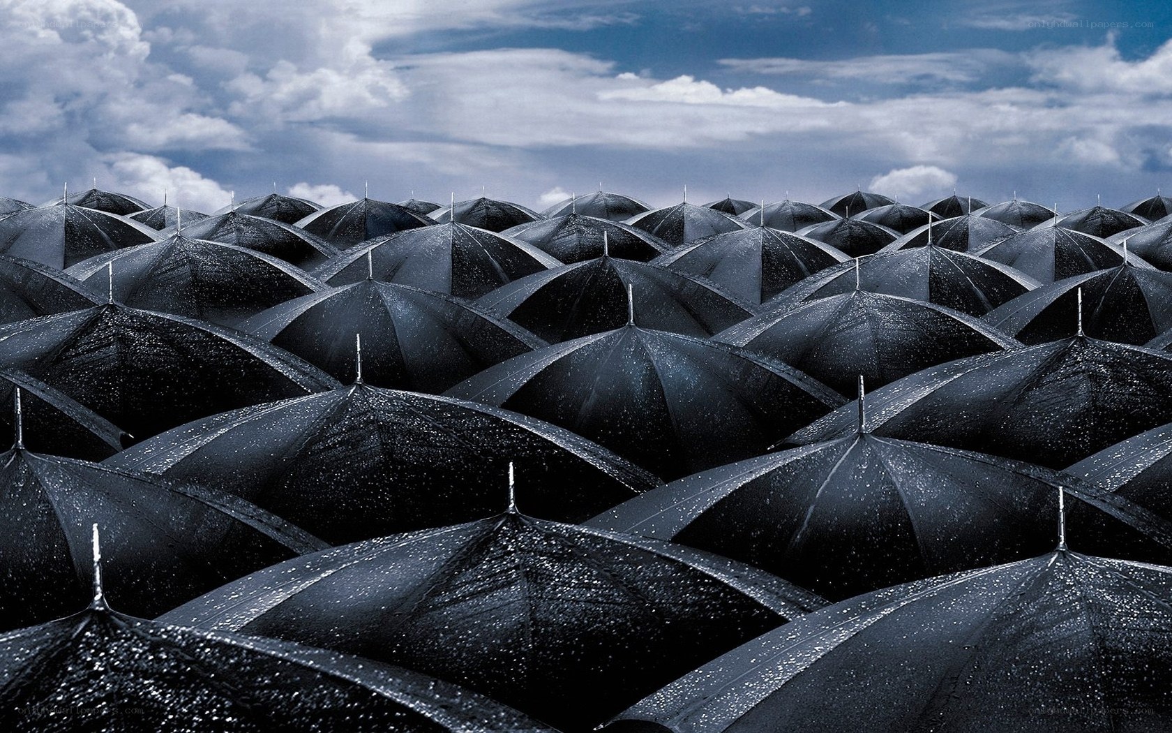 Black umbrellas in rain