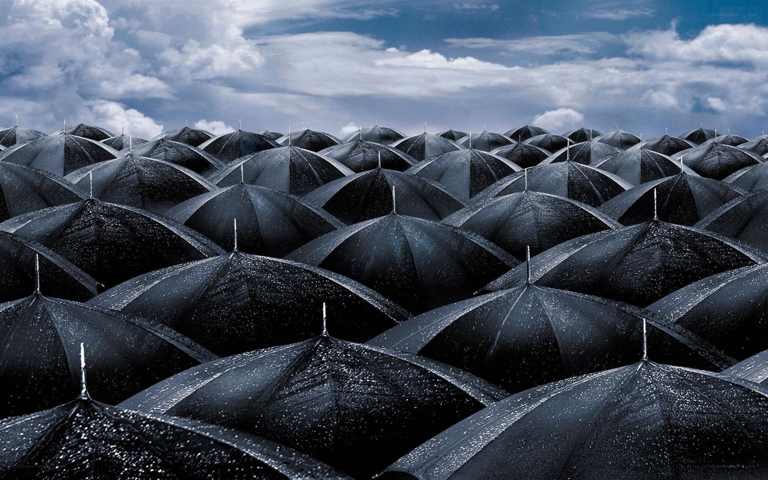 Black umbrellas in rain