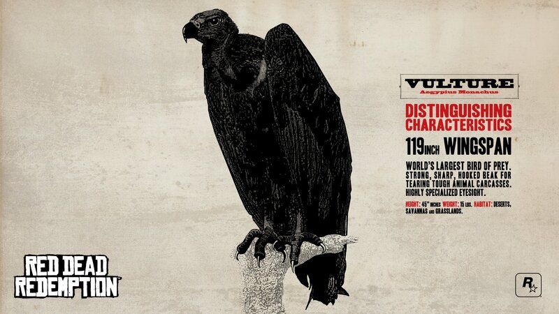 Black Vulture Bird