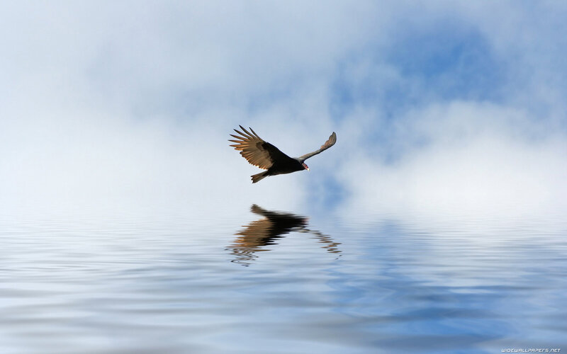 Black Vulture Flying