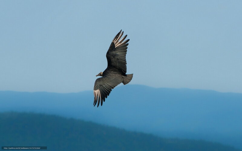 Black vulture in flight