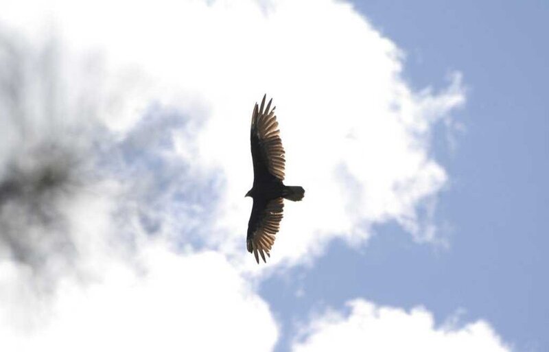 Black Vulture in Flight — Blue, Serene