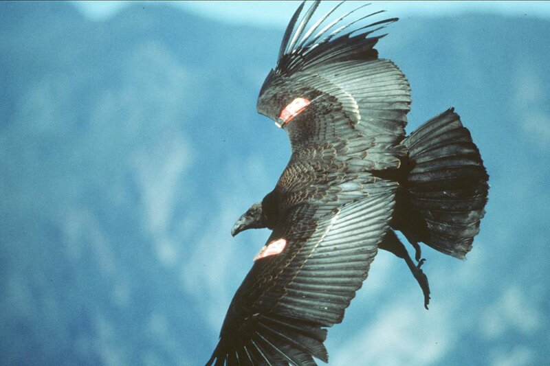 Black Vulture in Flight — Blue
