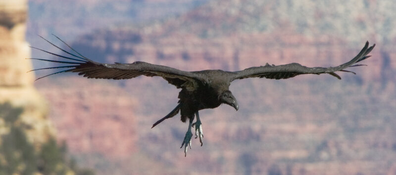 Black Vulture in Flight — Brown