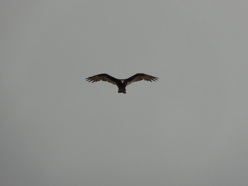 Black Vulture in Flight — Gray