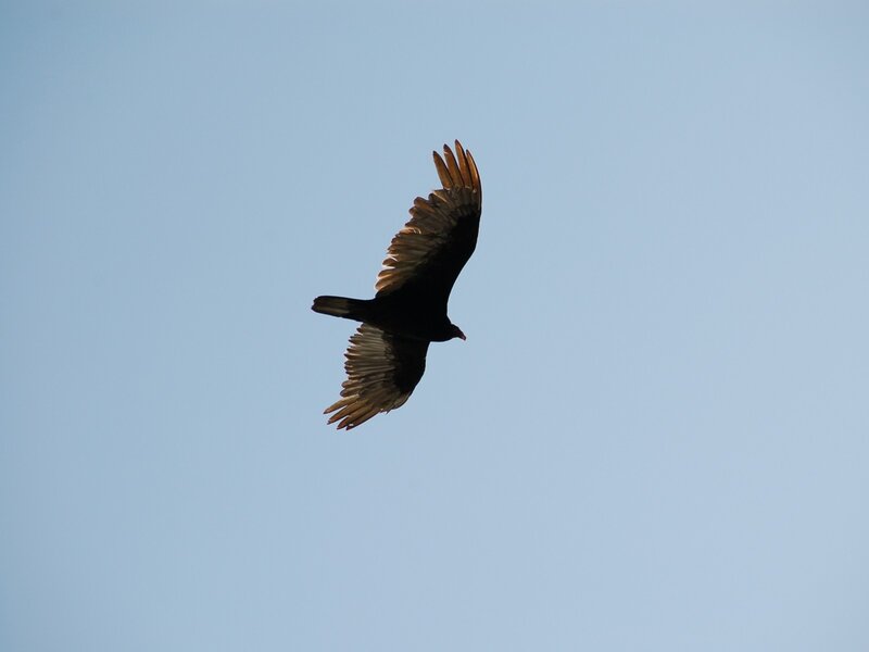 Black Vulture in Flight — Serene