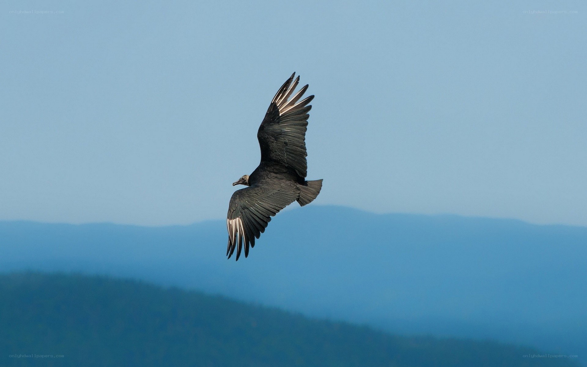 Black vulture in flight