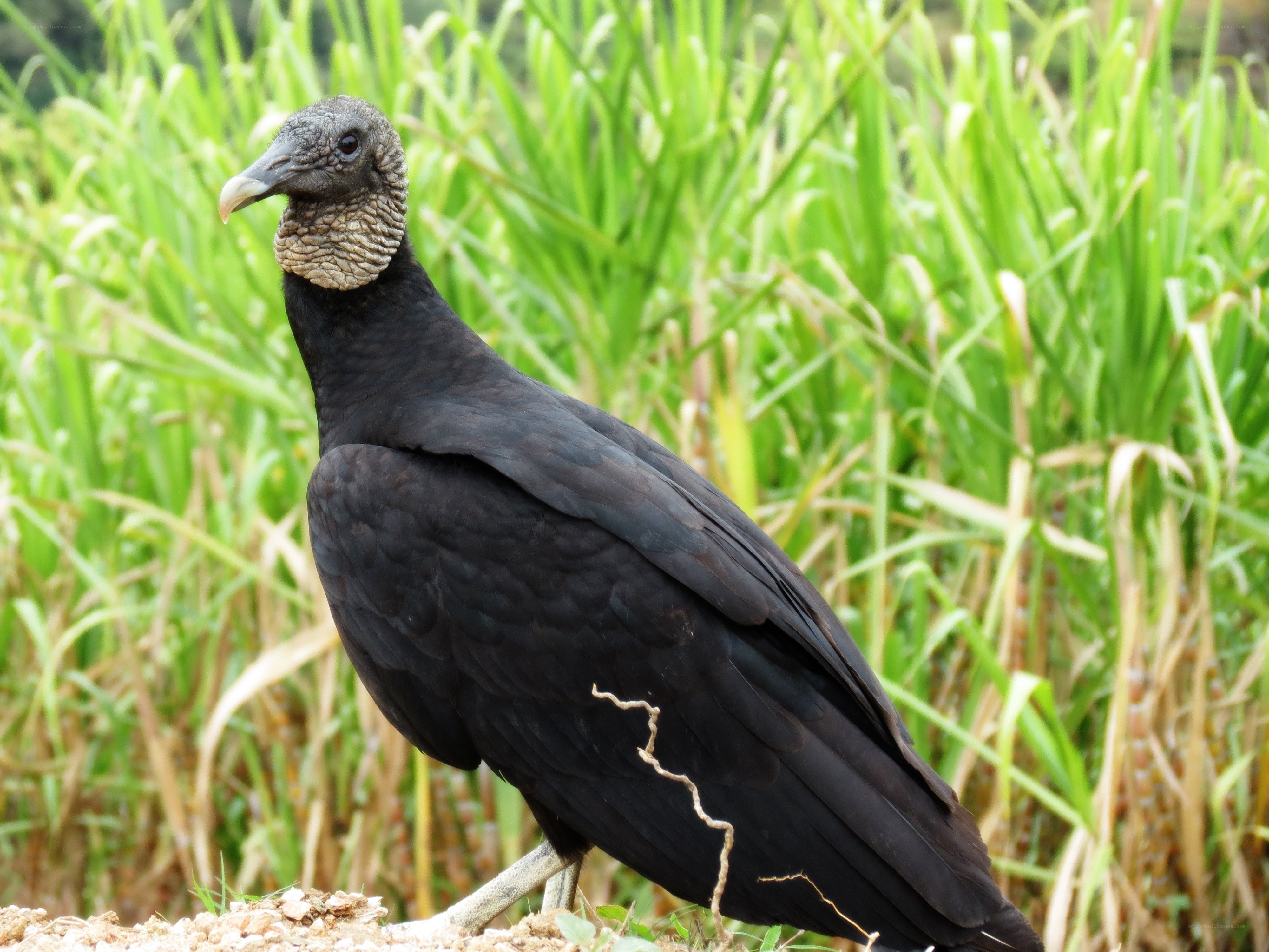 Black vulture in grassy field