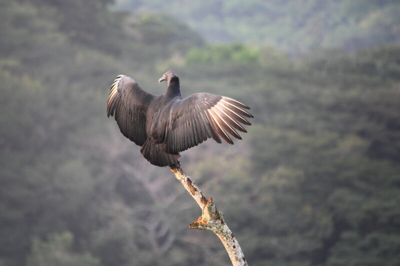 Black Vulture on Branch — Gray