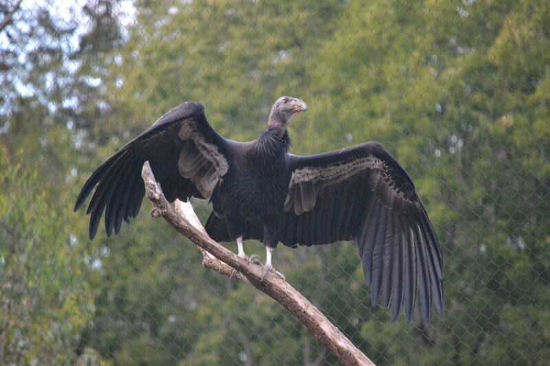 Black Vulture on Branch