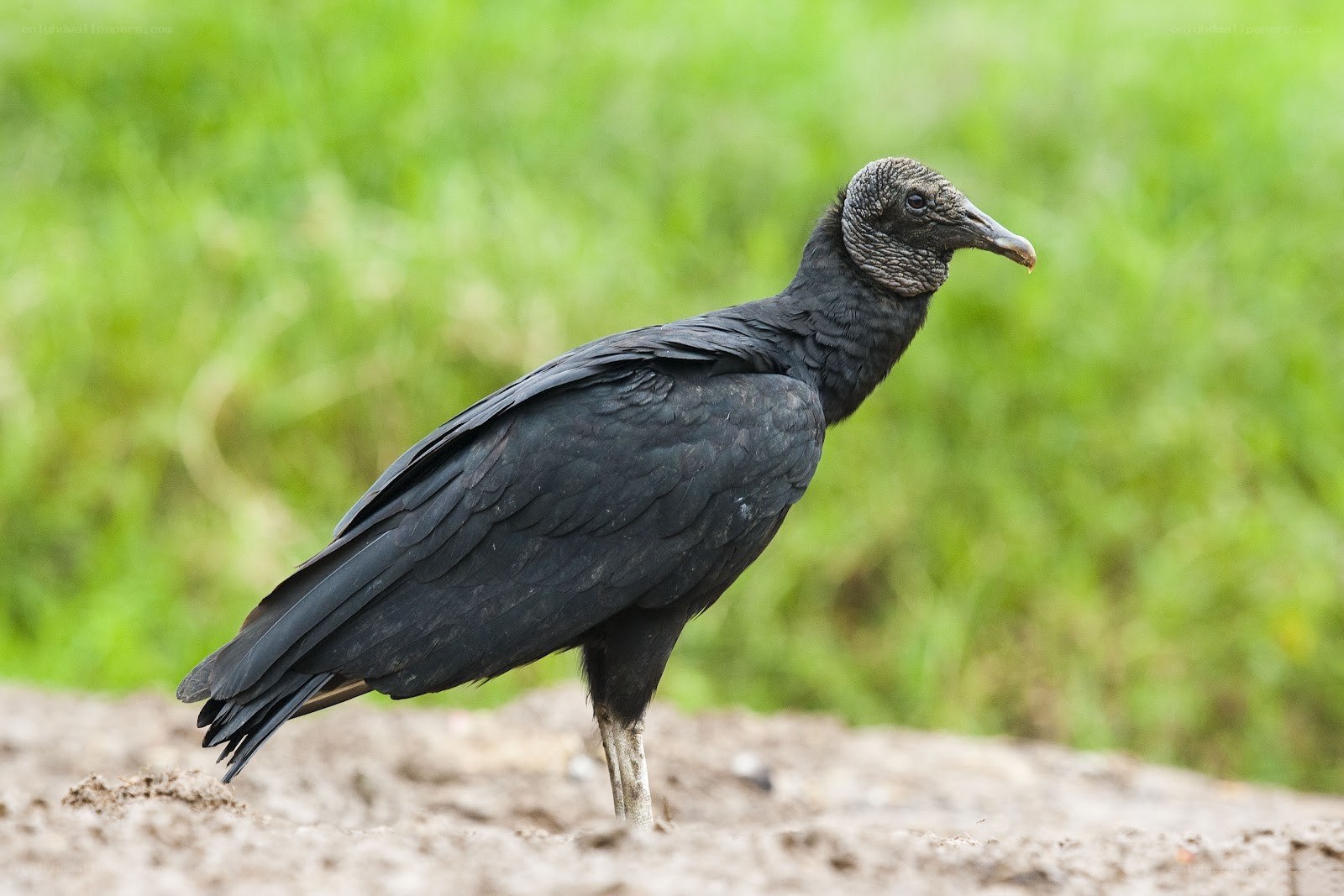 Black vulture standing on dirt