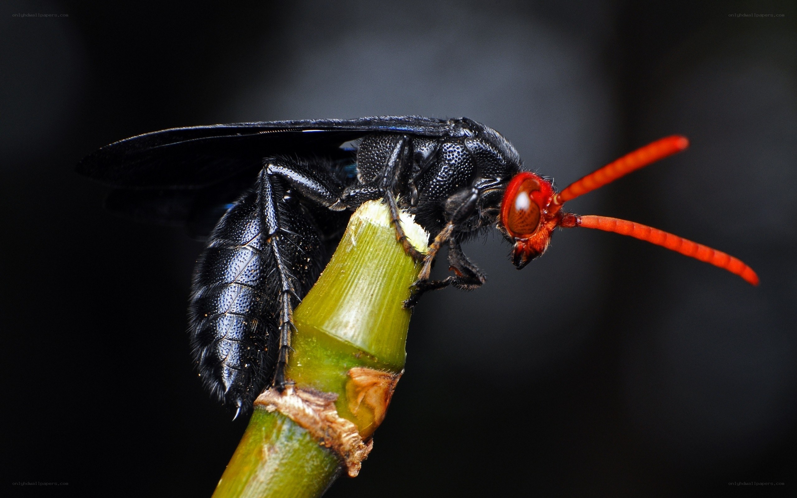 black wasp with red antennae